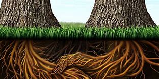 Image result for Tree and Roots Diagram