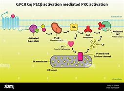 Image result for PIP2 plc IP