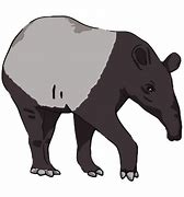 Image result for Tapir Cute