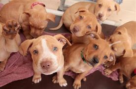 Image result for Adopt Pit Bull