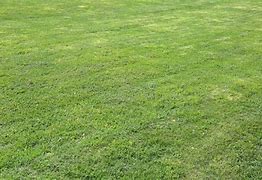 Image result for Bright Green Grass in Lawn