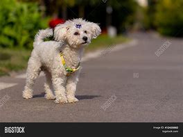 Image result for White Maltese Dog Cute