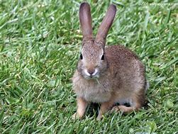 Image result for Chonky Bunny