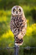 Image result for Pueo Owl Art