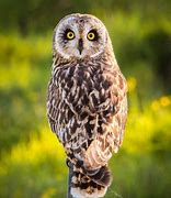 Image result for Dlnr Pueo Owl