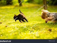 Image result for Cat Chases Tail