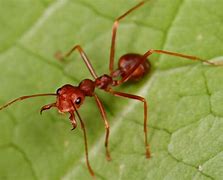 Image result for Beown Ants