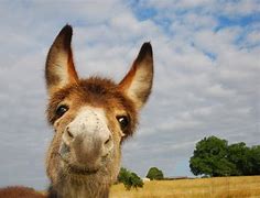 Image result for Happy Llama Song