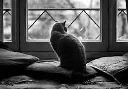 Image result for Moody Cat