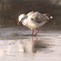 Image result for Seagull Paintings