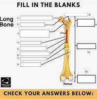 Image result for Long Bone Anatomy