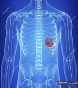 Image result for Spleen in Human Body