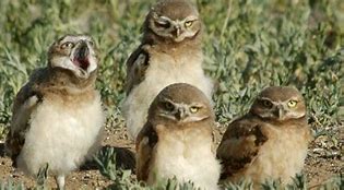 Image result for Western Burrowing Owl