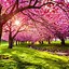 Image result for Cherry Blossom Characteristics