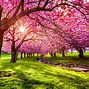 Image result for What IA Cherry Blossom Flower