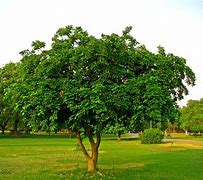 Image result for Shishki Trees