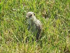 Image result for Baby Gopher