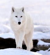 Image result for Snow Wild Wolf Defence