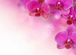 Image result for Flowers with Pink at the Ends