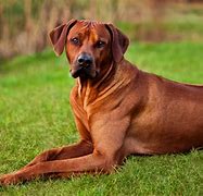 Image result for Red Dog Dialogue