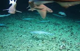 Image result for Nursery Shark