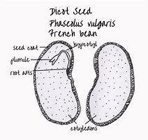 Image result for Phaseolus Vulgaris Root-Knot