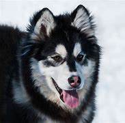 Image result for Black Malamute