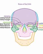 Image result for Orbital Bone Anatomy Model