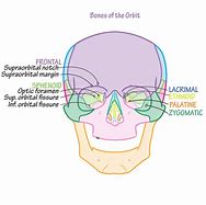 Image result for Orbital Rim Bones