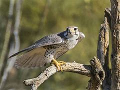 Image result for Prairie Falcon Hopi