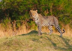 Image result for Leopard Standing