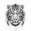 Image result for White Tiger Drawing On Grey Paper Cute