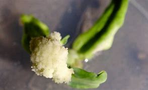 Image result for Cauliflower Cloning Kit