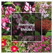 Image result for Shrubs Plant