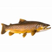 Image result for Brown Trout Fish Clip Art