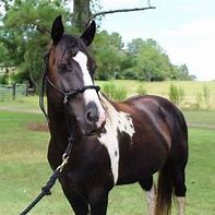 Image result for Paint Horse Barrel Racing