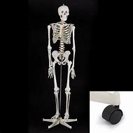 Image result for Human Skeleton Anatomy Kit