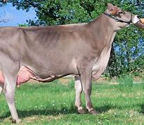 Image result for Brown Swiss Cattle