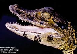 Image result for Melanosuchus