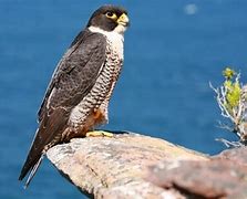 Image result for Falcon Bird Identification