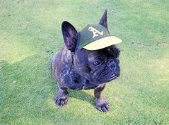 Image result for Hat for a Dog