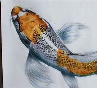 Image result for Biological Illustration of a Koi Carp