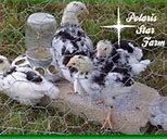 Image result for Java Chicken Breeders