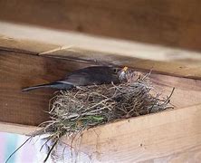 Image result for Bird Nest Mites