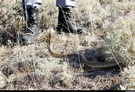 Image result for How to Catch Snakes