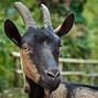 Image result for Organic Goat