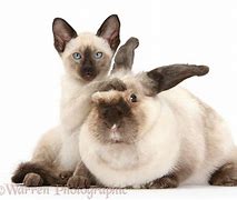 Image result for Siamese Rabbit