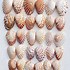 Image result for Corrugated Sea Clam Shell