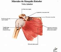 Image result for Musculos Do Ombro