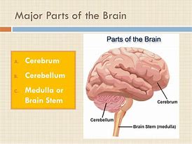 Image result for 12 Parts of the Brain